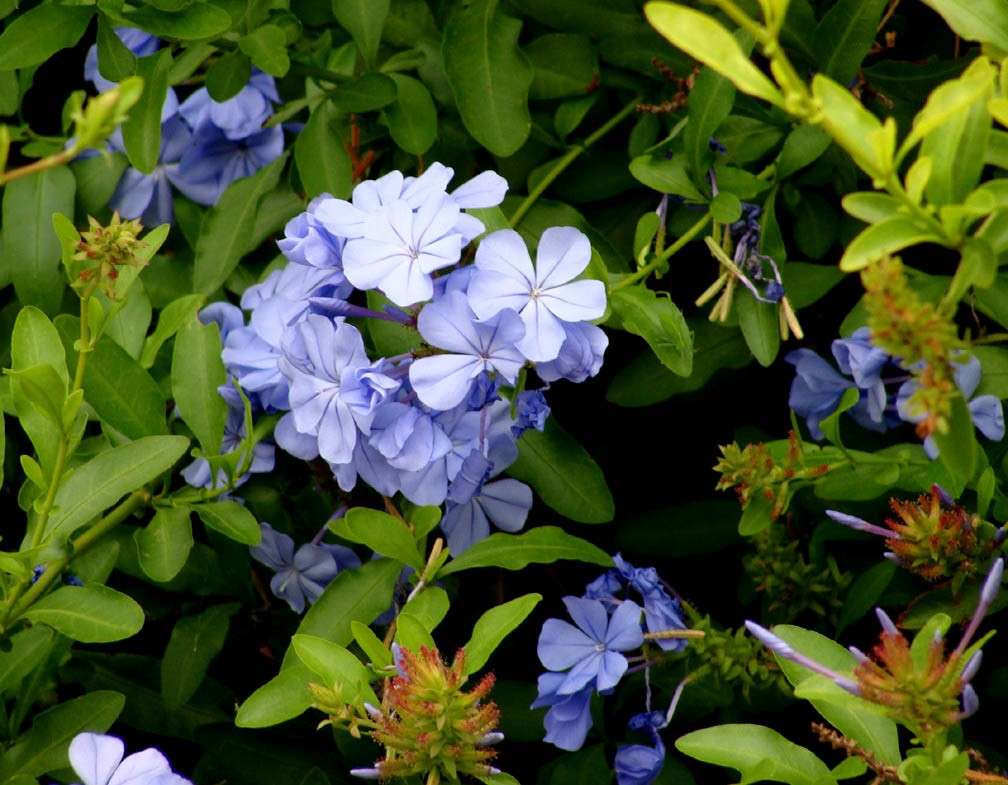 Plumbago auriculata