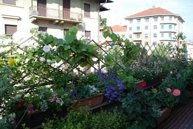 Terrazzo con le piante rampicanti