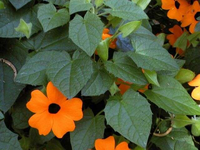 Thunbergia alata