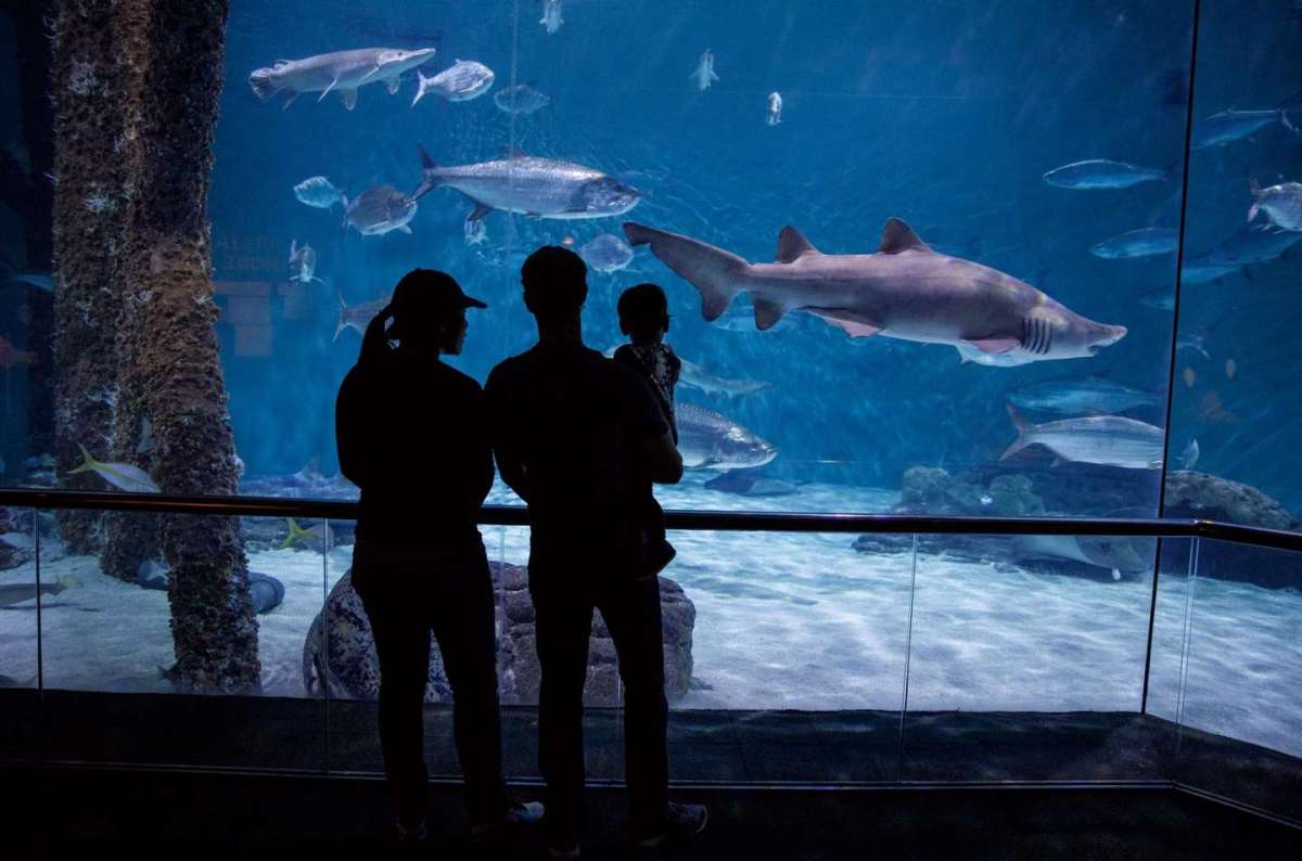 Mark, Priscilla e Max all'acquario