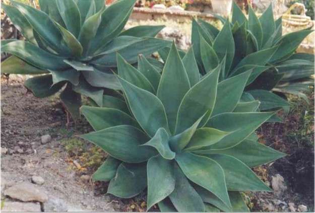 Agave