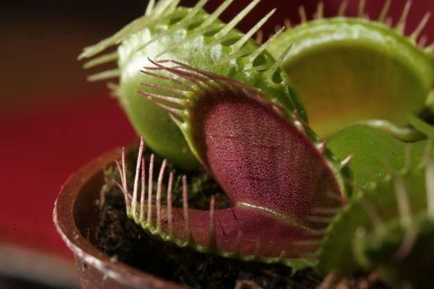 Dionaea Muscipula strana