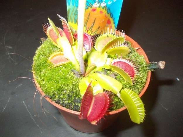 Dionaea Muscipula