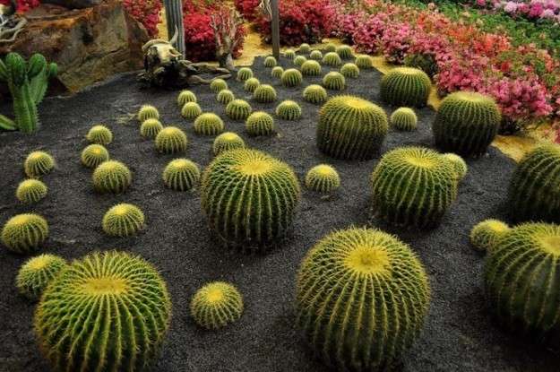 Echinocactus