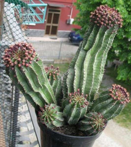 Euphorbia