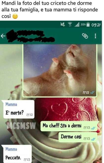 Il messaggio crudele della mamma contro il criceto