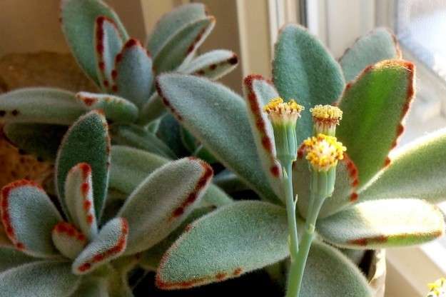 Kalanchoe