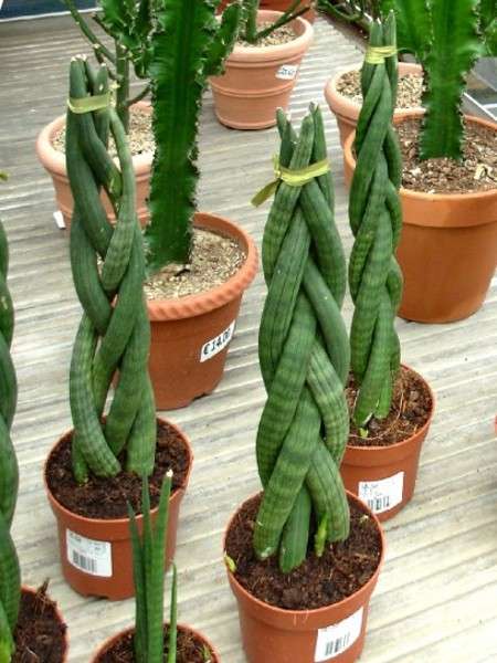 Sansevieria Cylindrica