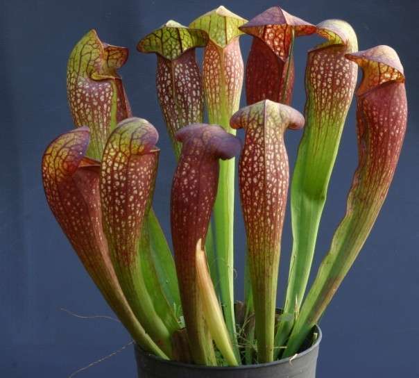 Sarracenia strana