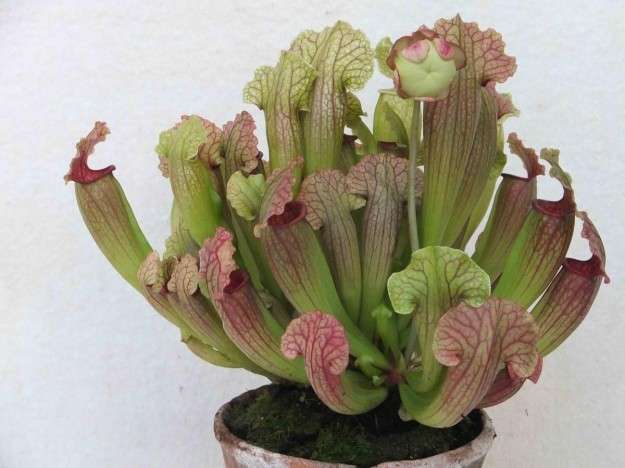 Sarracenia