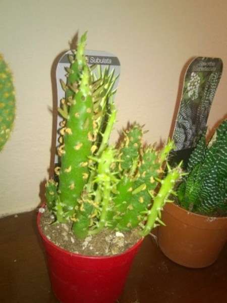 Strani cactus