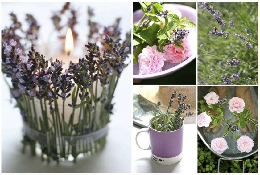 Idee per decorare con la lavanda
