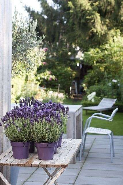 Vasetti di lavanda