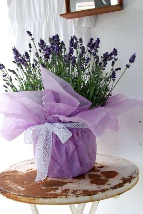 Vaso con pianta di lavanda