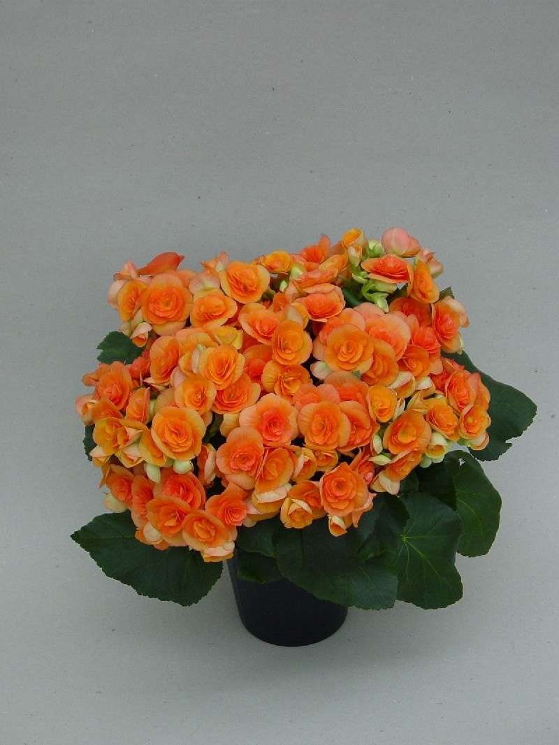 Begonia arancio