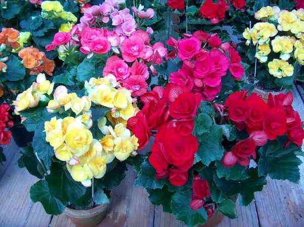 Begonia colorata