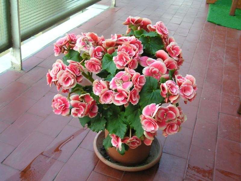 Begonie rosa