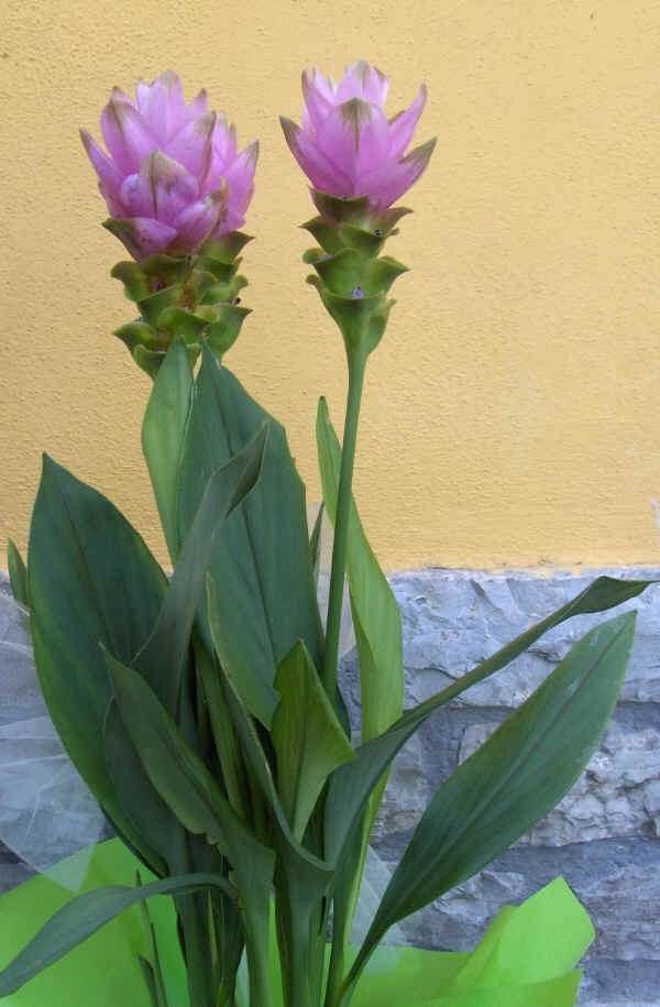 Curcuma rosa