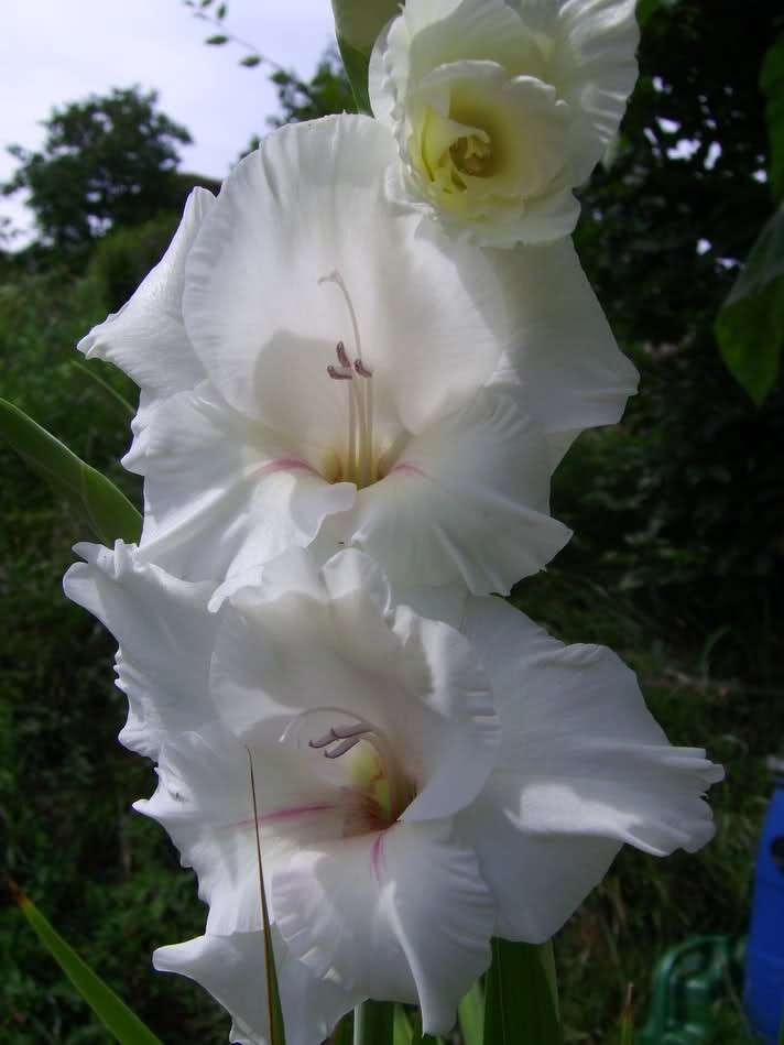 Gladioli bianchi, fiori estivi