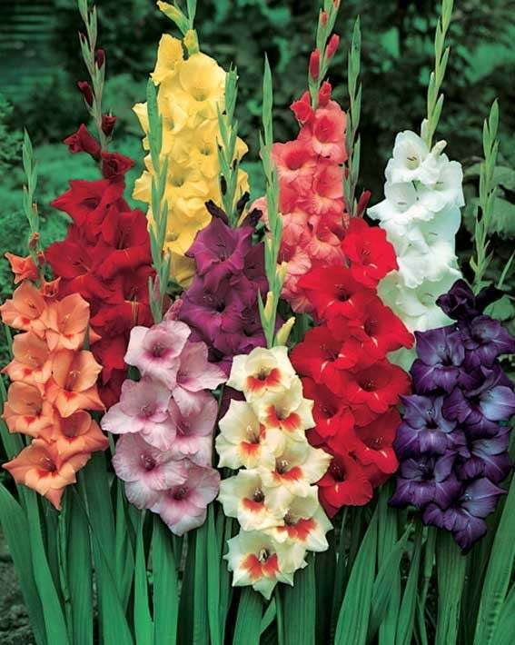 Gladioli colorati