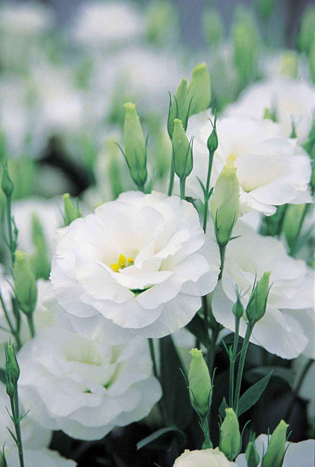 Lisianthus bianchi