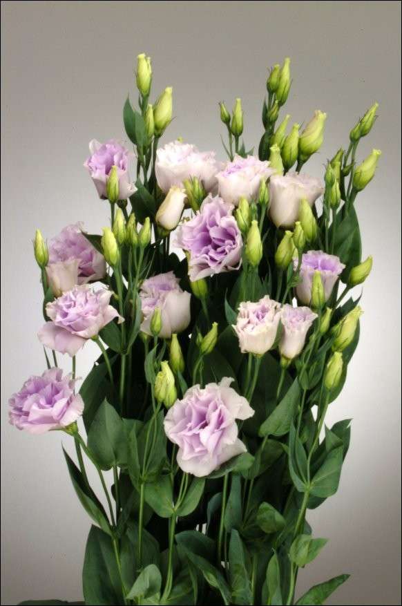 Lisianthus rosa