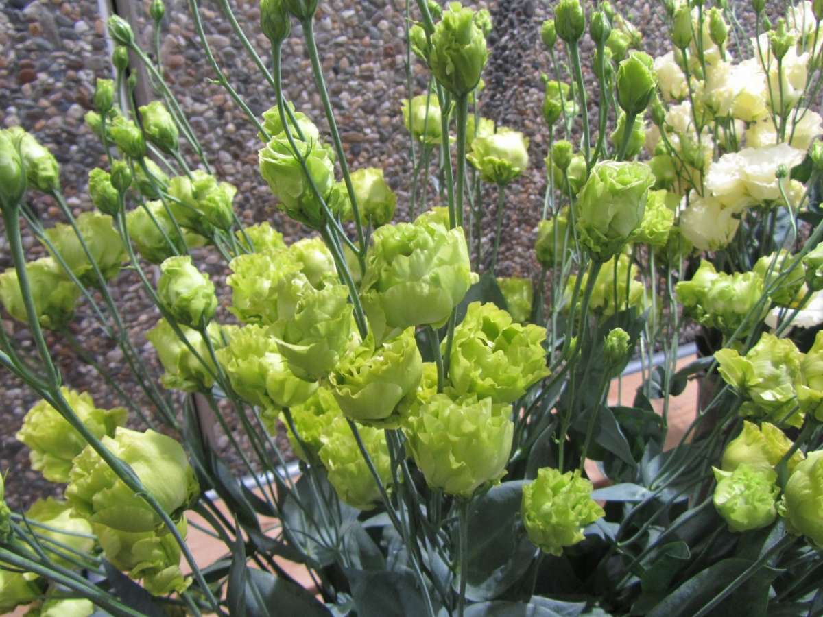 Lisianthus verdi