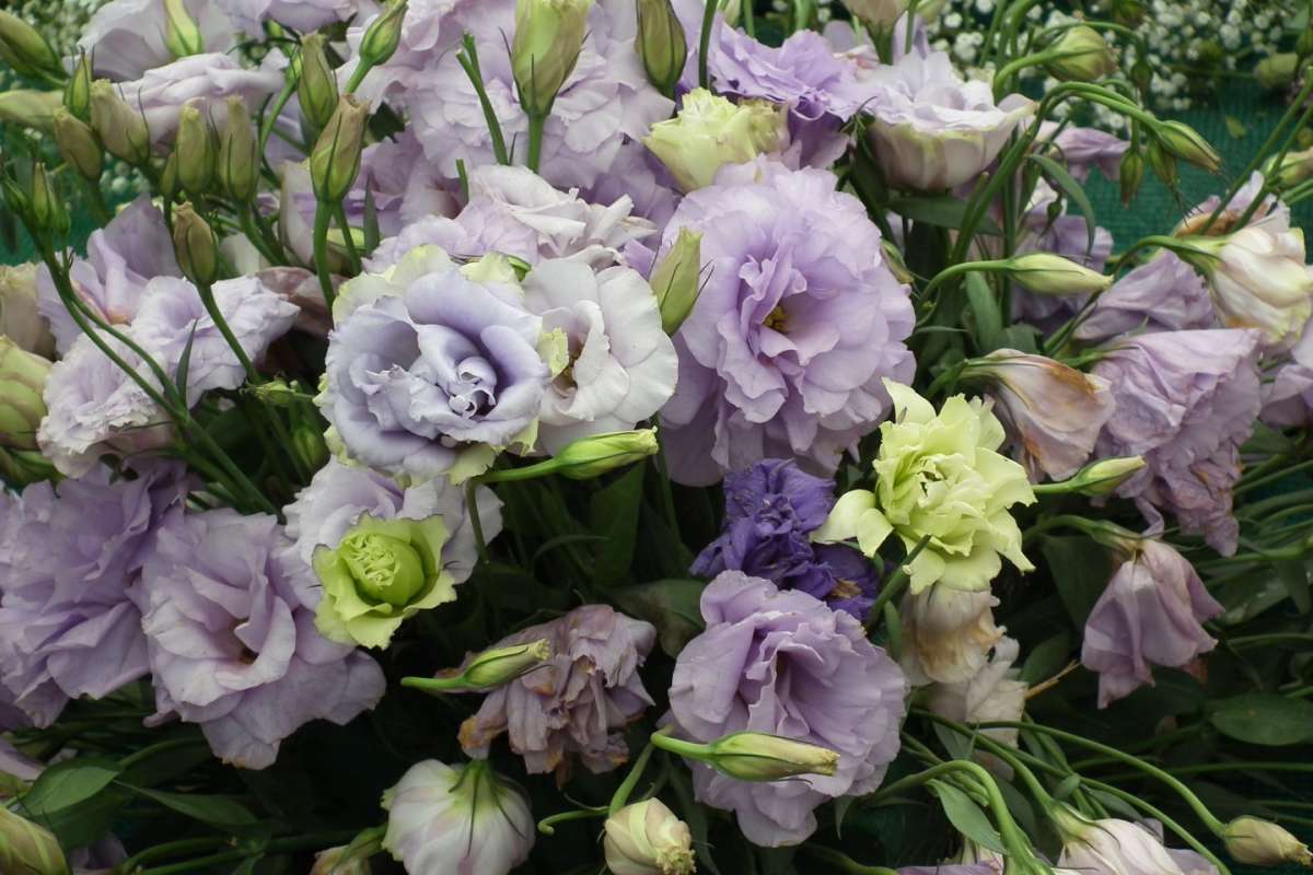 Lisianthus viola