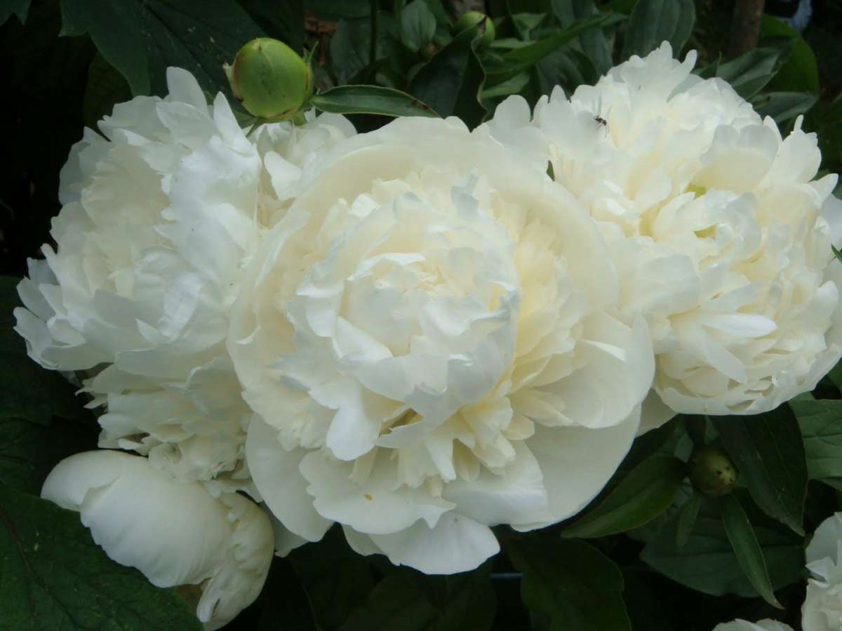 Peonie bianche