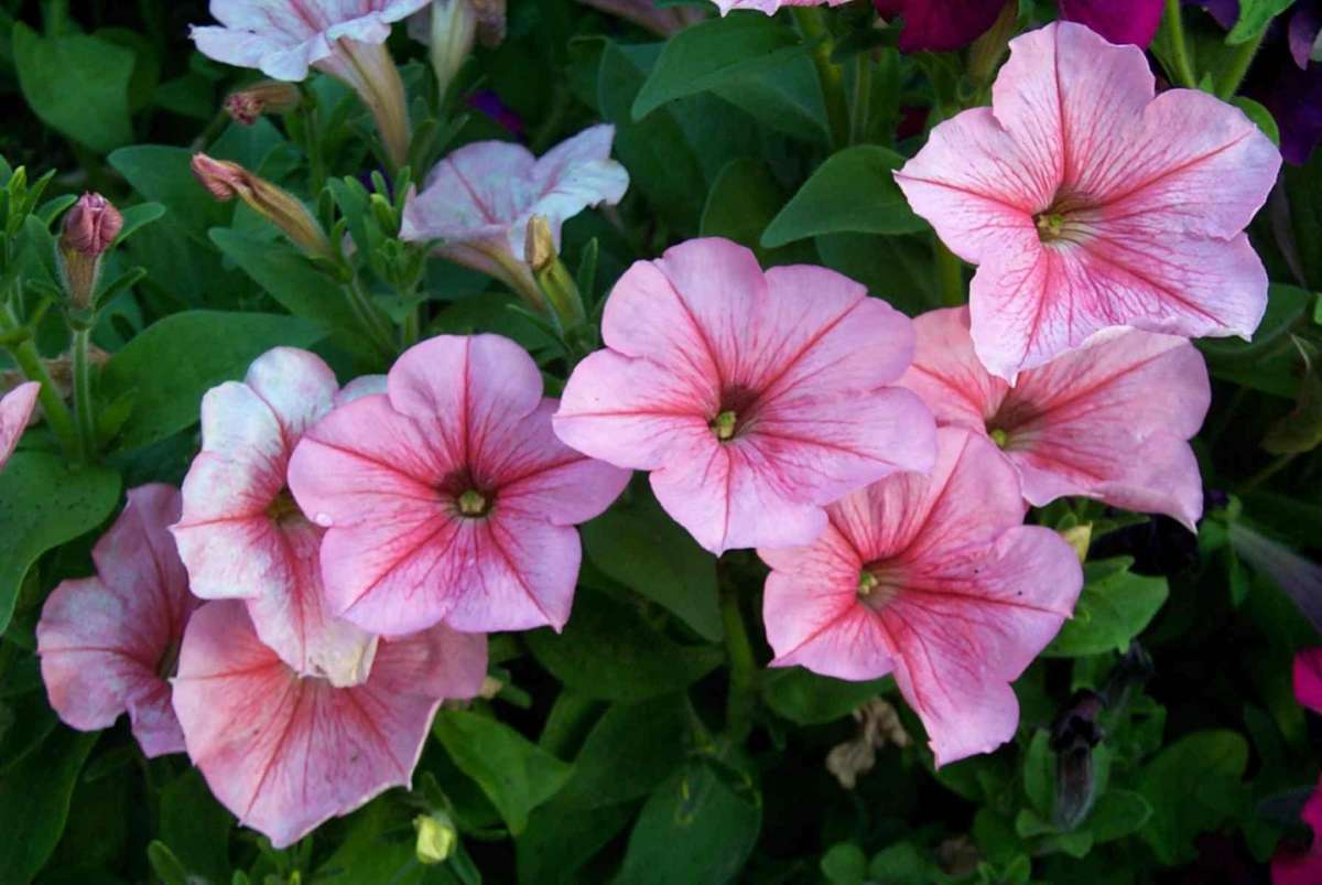 Petunia rosa