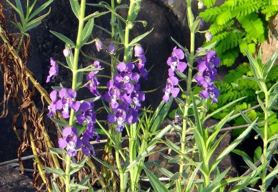 Angelonia