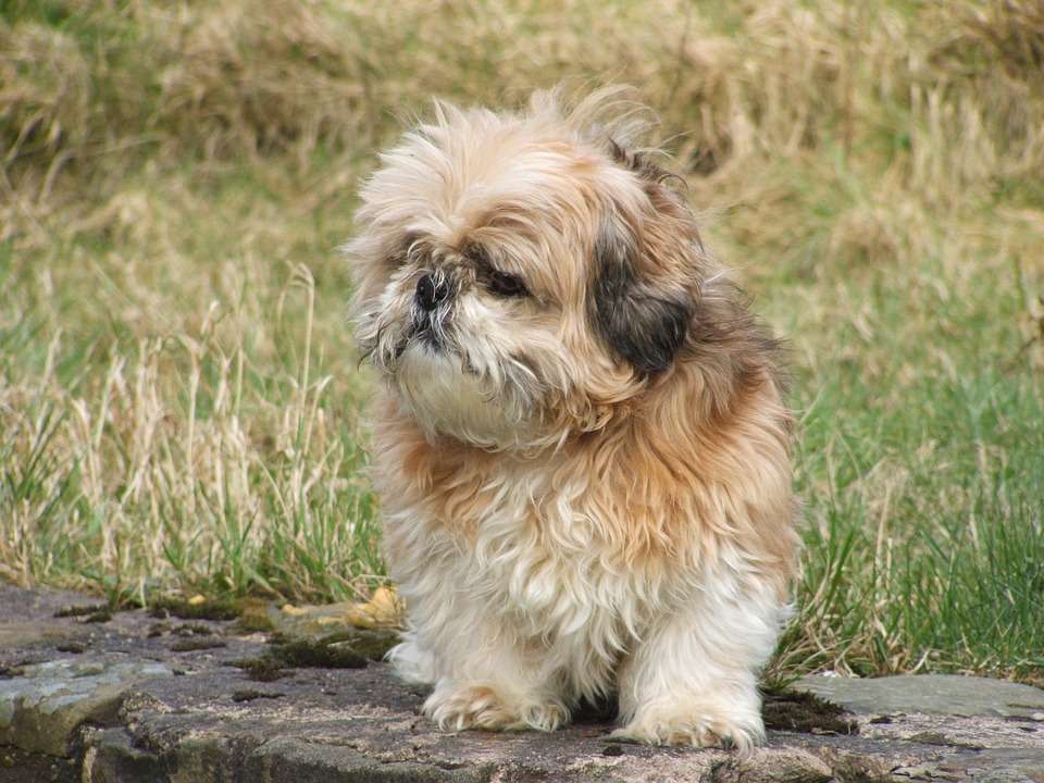 Cane Shih Tzu