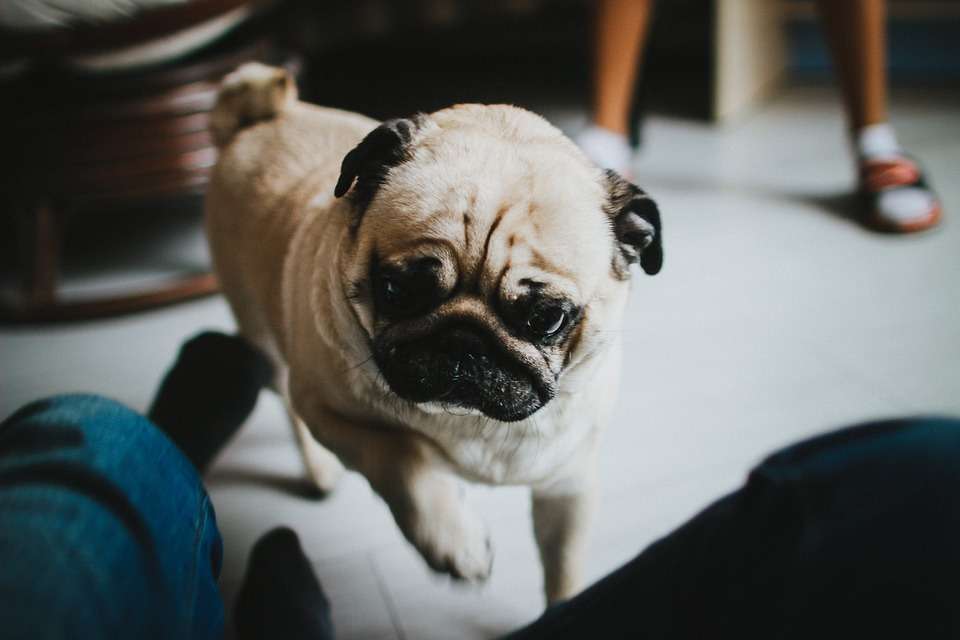 Cucciolo di Carlino