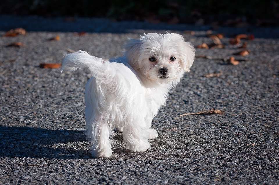 Cucciolo di Maltese