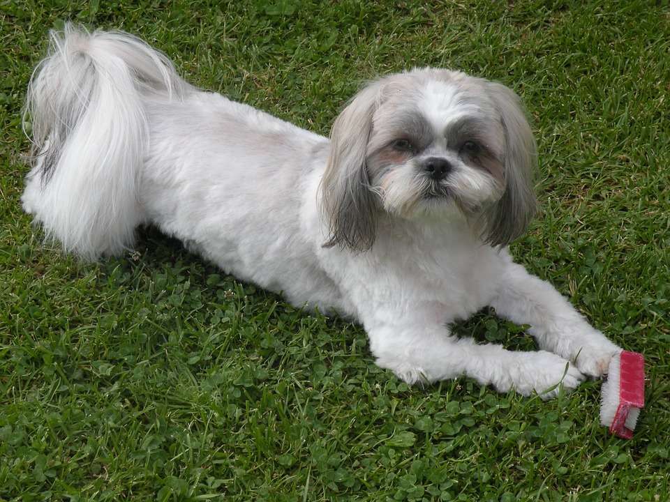 Femmina di Shih Tzu