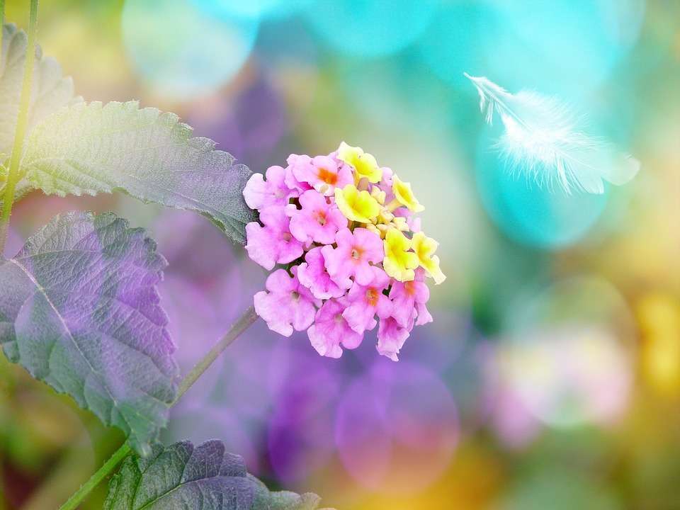 Fiore colorato di lantana