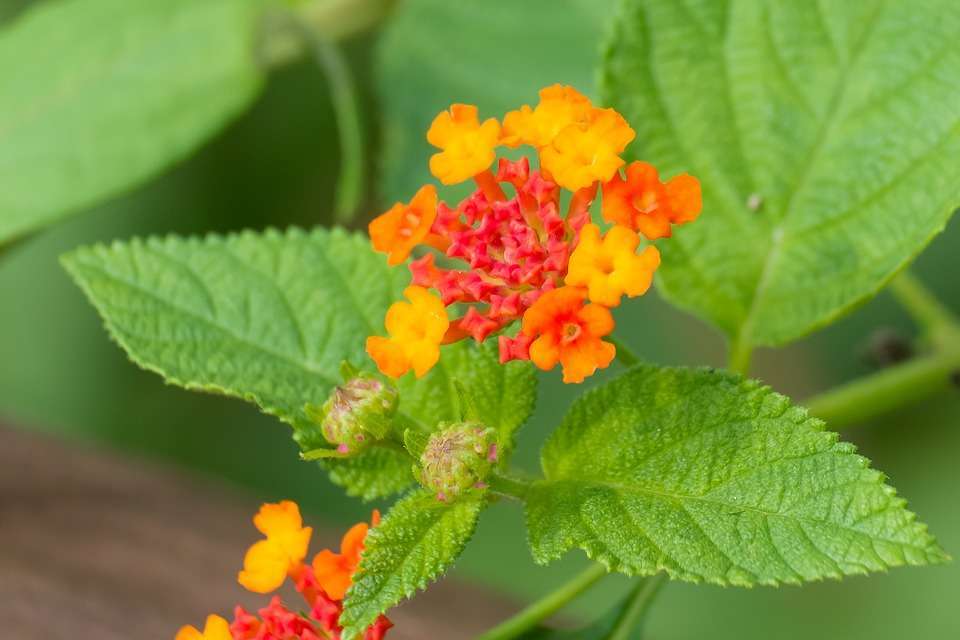 Fiore di lantana