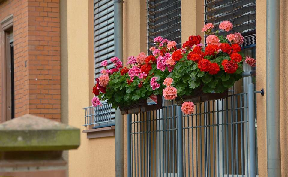 Fiori da balcone