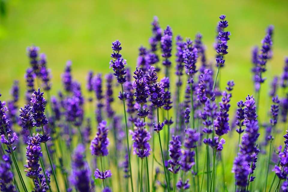 Fiori di lavanda