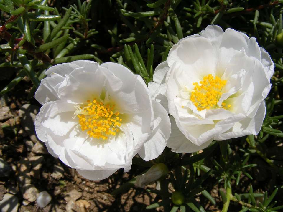 Fiori di portaluca bianchi