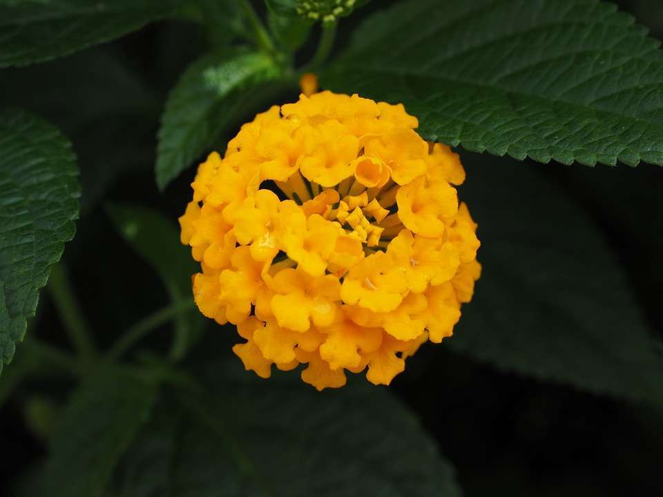 Lantana gialla