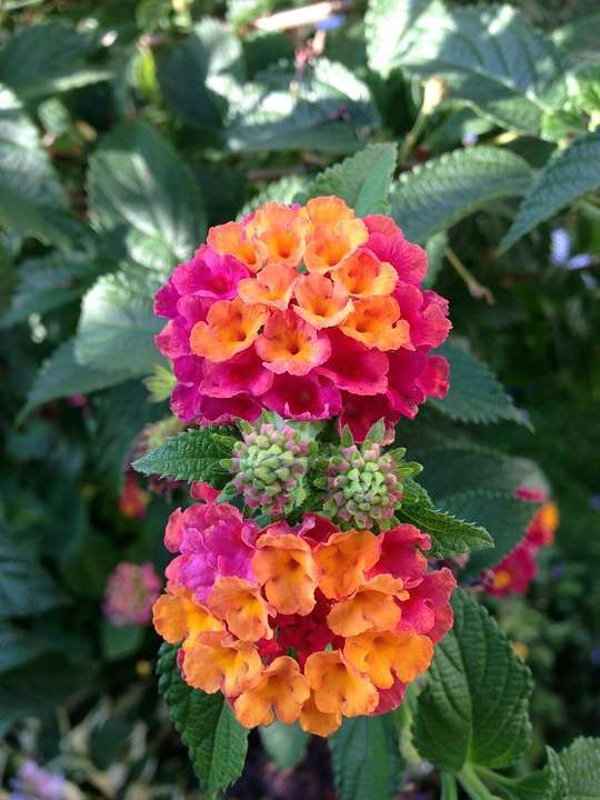 Lantana