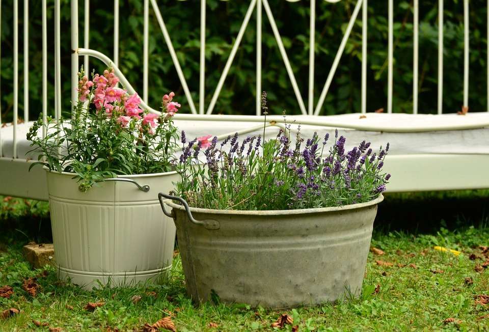 Lavanda in vaso