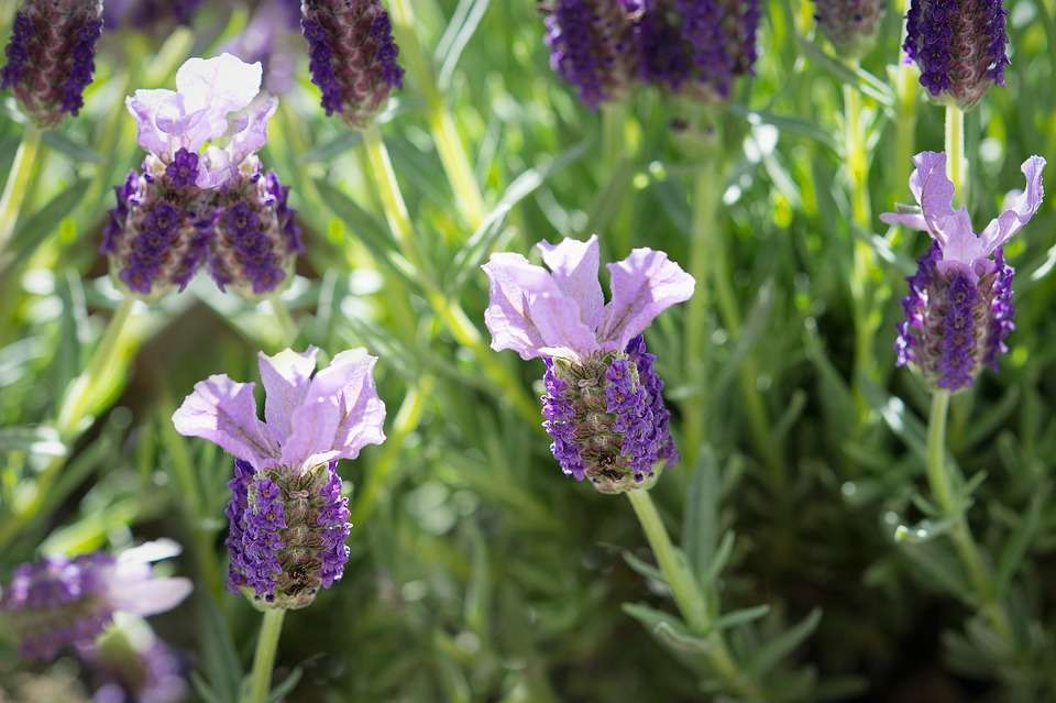 Lavanda