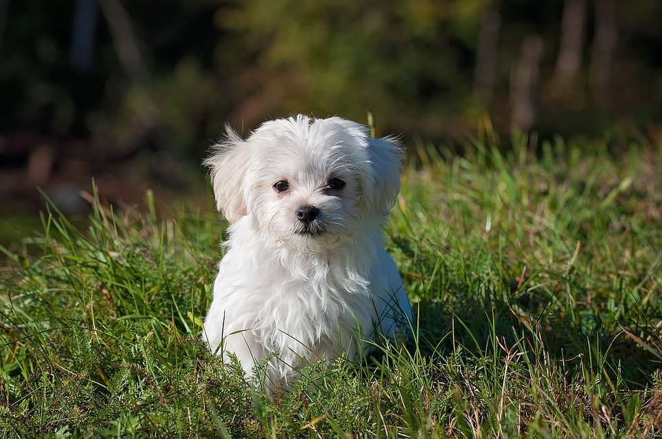 Maltese bianco