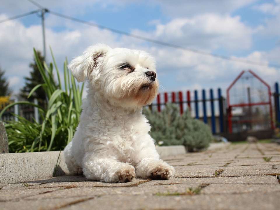 Maltese