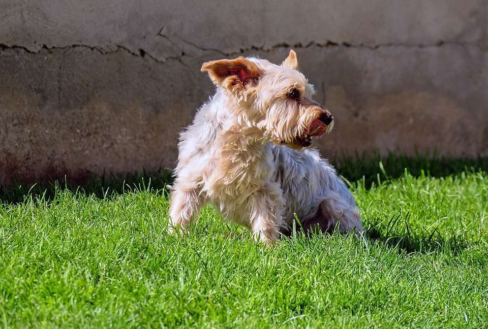 Maschio di Yorkshire Terrier