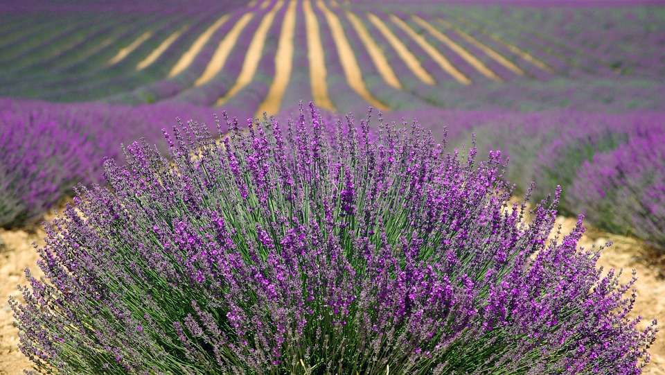 Piante di lavanda