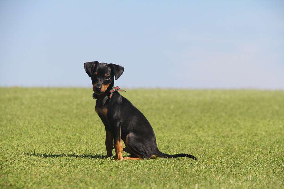 Pinscher nano