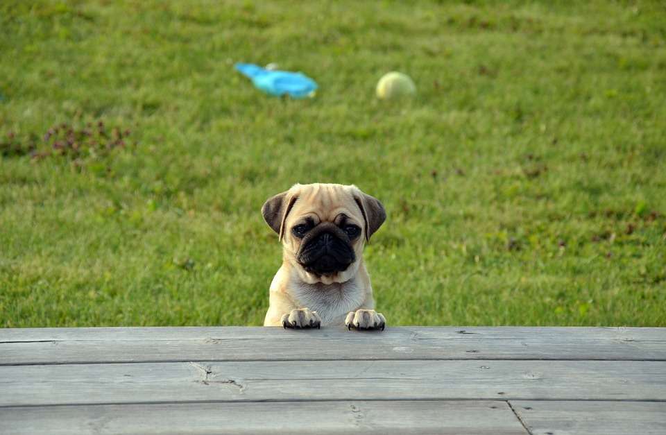 Razza di cane Carlino